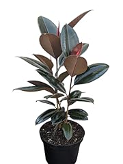 Burgundy rubber plant for sale  Delivered anywhere in USA 