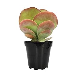 Altman plants flapjack for sale  Delivered anywhere in USA 
