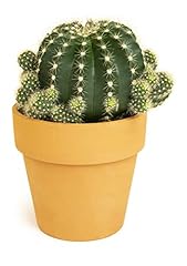 Cactus plants live for sale  Delivered anywhere in USA 