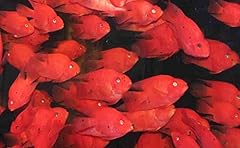 Blood parrot cichlid for sale  Delivered anywhere in USA 