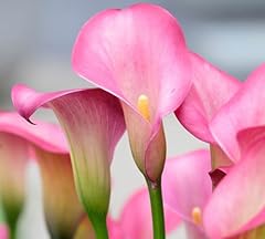 Rehmanni calla lily for sale  Delivered anywhere in USA 