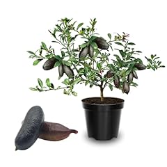Grafted finger lime for sale  Delivered anywhere in USA 