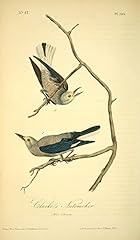 Posterazzi birds america for sale  Delivered anywhere in USA 
