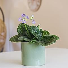 House plant streptocarpus for sale  Delivered anywhere in UK