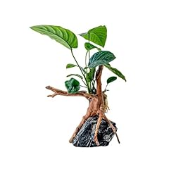 Aquaone anubias barteri usato  Spedito ovunque in Italia 