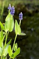 Bulk plants pickerel for sale  Delivered anywhere in USA 