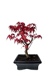 Bonsai bonsai baum gebraucht kaufen  Wird an jeden Ort in Deutschland