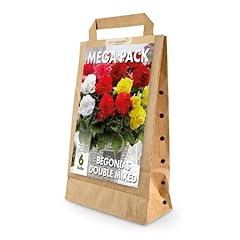 Mega pack begonias for sale  Delivered anywhere in UK