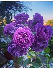 Minerva strong fragrant for sale  Delivered anywhere in UK