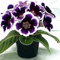 100pcs gloxinia fiore for sale  Delivered anywhere in UK