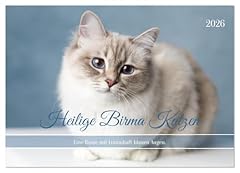 Heilige birma katzen gebraucht kaufen  Wird an jeden Ort in Deutschland
