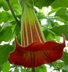 Brugmansia sanguinea rote gebraucht kaufen  Wird an jeden Ort in Deutschland