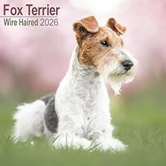 Fox terrier 2026 for sale  Delivered anywhere in UK