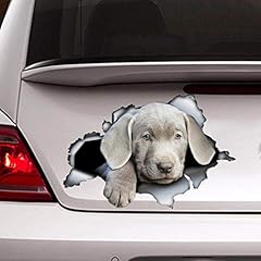Silver lab puppy for sale  Delivered anywhere in USA 