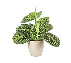 Thorsen greenhouse lemon for sale  Delivered anywhere in USA 