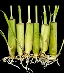 Lemongrass plants count for sale  Delivered anywhere in USA 