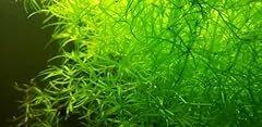 Live guppy grass for sale  Delivered anywhere in USA 