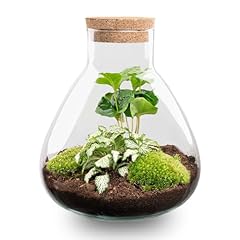 Urbanjngl com flaschengarten gebraucht kaufen  Wird an jeden Ort in Deutschland