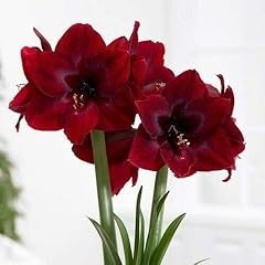 Flowering plant jumbo for sale  Delivered anywhere in USA 