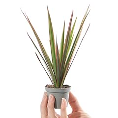 Baby dragon tree for sale  Delivered anywhere in UK