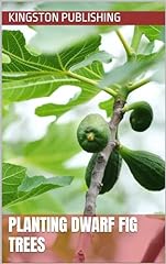 Planting dwarf fig for sale  Delivered anywhere in USA 