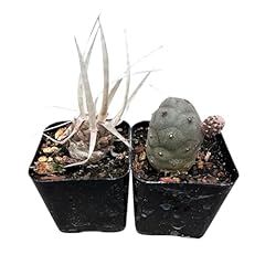 Foliagems live succulent for sale  Delivered anywhere in USA 