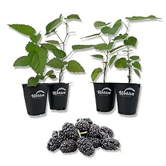 Dwarf everbearing mulberry for sale  Delivered anywhere in USA 