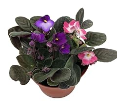 Novelty african violet for sale  Delivered anywhere in USA 