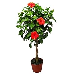 Braided hibiscus tree for sale  Delivered anywhere in USA 