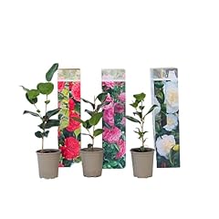 Plant box camellia usato  Spedito ovunque in Italia 