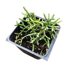 Mistletoe cactus 2.5 for sale  Delivered anywhere in USA 