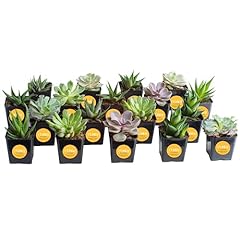 Costa farms succulents for sale  Delivered anywhere in USA 
