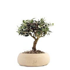 Olivo bonsai altezza usato  Spedito ovunque in Italia 