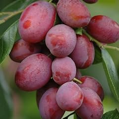 Yougarden victoria plum for sale  Delivered anywhere in UK