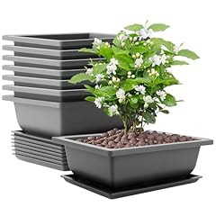 Akolafe stück bonsai gebraucht kaufen  Wird an jeden Ort in Deutschland
