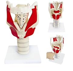 Larynx humain d'occasion  Livré partout en France
