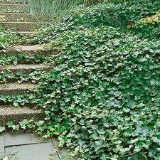 Hardy english ivy for sale  Delivered anywhere in USA 