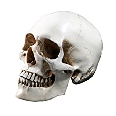 Holibanna human skull for sale  Delivered anywhere in UK