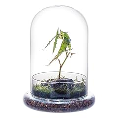Ncyp glass cloche for sale  Delivered anywhere in USA 