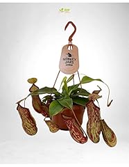 Pianta carnivora nepenthes usato  Spedito ovunque in Italia 