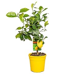 Citrus limon zitronenbaum gebraucht kaufen  Wird an jeden Ort in Deutschland