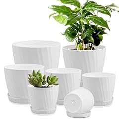 Ynnico pcs plant for sale  Delivered anywhere in USA 