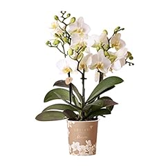 Kolibri orchids orchidea usato  Spedito ovunque in Italia 