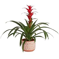 Costa farms bromeliad for sale  Delivered anywhere in USA 