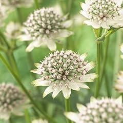 Astrantia major star for sale  Delivered anywhere in UK