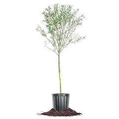 Perfect plants weeping for sale  Delivered anywhere in USA 