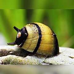 Aquatics horn snail for sale  Delivered anywhere in UK