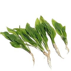 Echinodorus bleheri live for sale  Delivered anywhere in UK