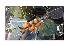 Pcs 10x ficus d'occasion  Livré partout en France