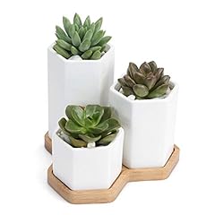 2.7inch ceramic succulent for sale  Delivered anywhere in USA 